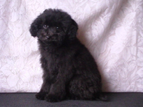 �ԍ��F21110�@�v�[�h���E�g�C�@�u���b�N�@�I�X�@4/11��