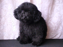 �ԍ��F21111�@�v�[�h���E�g�C�@�u���b�N�@���X�@4/11��