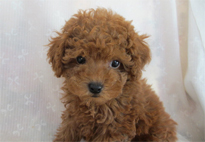 �ԍ��F21112�@�v�[�h���E�g�C�@���b�h�@�I�X�@10/14��