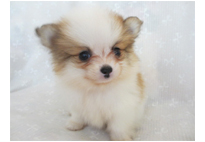 �ԍ��F21113�@�|�����j�A���@�p�[�e�B�@���X�@10/8��