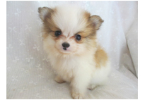 �ԍ��F21113�@�|�����j�A���@�p�[�e�B�@���X�@10/8��