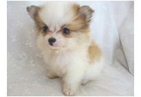 �ԍ��F21113�@�|�����j�A���@�p�[�e�B�@���X�@10/8��