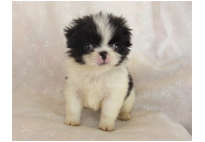 �ԍ��F21114�@༁i�`���j�@�����@�I�X�@11/1��