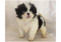 �ԍ��F21114�@༁i�`���j�@�����@�I�X�@11/1��