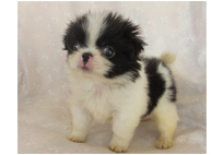 �ԍ��F21114�@༁i�`���j�@�����@�I�X�@11/1��