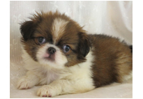 �ԍ��F21115�@༁i�`���j�@�����@���X�@11/1��