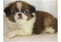 �ԍ��F21115�@༁i�`���j�@�����@���X�@11/1��