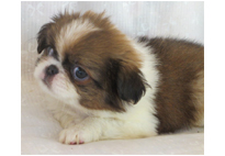 �ԍ��F21115�@༁i�`���j�@�����@���X�@11/1��