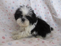 �ԍ��F21201�@�V�[�Y�[�@�u���b�N�^���z���C�g�@�I�X�@1/23��