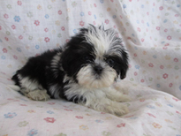 �ԍ��F21201�@�V�[�Y�[�@�u���b�N�^���z���C�g�@�I�X�@1/23��