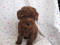 �ԍ��F21202�@�v�[�h���E�g�C�@���b�h�@�I�X�@2/10��