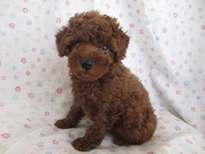 �ԍ��F21202�@�v�[�h���E�g�C�@���b�h�@�I�X�@2/10��