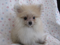 �ԍ��F21203�@�|�����j�A���@�N���[���@���X�@1/10��