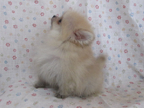 �ԍ��F21203�@�|�����j�A���@�N���[���@���X�@1/10��