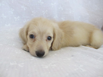 �ԍ��F21204�@�_�b�N�X�E�l�����O�@�N���[���@�I�X�@5/26��