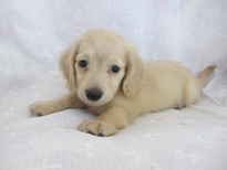 �ԍ��F21204�@�_�b�N�X�E�l�����O�@�N���[���@�I�X�@5/26��