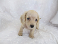 �ԍ��F21205�@�_�b�N�X�E�l�����O�@�N���[���@���X�@5/26��