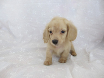 �ԍ��F21206�@�_�b�N�X�E�l�����O�@�N���[���@���X�@5/26��