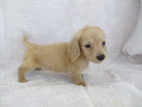 �ԍ��F21206�@�_�b�N�X�E�l�����O�@�N���[���@���X�@5/26��