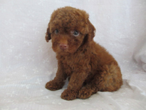 �ԍ��F21207�@�v�[�h���E�g�C�@���b�h�@�I�X�@6/3��