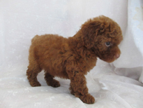 �ԍ��F21207�@�v�[�h���E�g�C�@���b�h�@�I�X�@6/3��