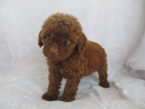 �ԍ��F21208�@�v�[�h���E�g�C�@���b�h�@���X�@6/3��