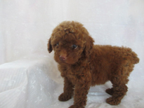 �ԍ��F21208�@�v�[�h���E�g�C�@���b�h�@���X�@6/3��