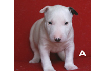 �ԍ��F29010�@�l�u���e���A�@�z���C�g�E�����p���`�@�I�X�@4/12��