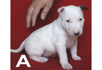 �ԍ��F29010�@�l�u���e���A�@�z���C�g�E�����p���`�@�I�X�@4/12��