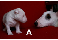 �ԍ��F29010�@�l�u���e���A�@�z���C�g�E�����p���`�@�I�X�@4/12��