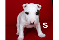 �ԍ��F29011�@�l�u���e���A�@�z���C�g�E�A�C�p���`�@�I�X�@4/12��