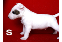 �ԍ��F29011�@�l�u���e���A�@�z���C�g�E�A�C�p���`�@�I�X�@4/12��