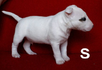 �ԍ��F29011�@�l�u���e���A�@�z���C�g�E�A�C�p���`�@�I�X�@4/12��