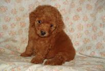 �ԍ��F29012�@�v�[�h���E�g�C�@���b�h�@�I�X�@6/14��