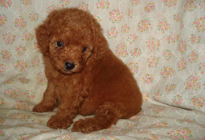 �ԍ��F29012�@�v�[�h���E�g�C�@���b�h�@�I�X�@6/14��