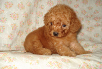 �ԍ��F29013�@�v�[�h���E�g�C�@���b�h�@�I�X�@6/14��