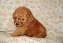 �ԍ��F29013�@�v�[�h���E�g�C�@���b�h�@�I�X�@6/14��