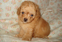 �ԍ��F29014�@�v�[�h���E�g�C�@�A�v���R�b�g�@�I�X�@6/14��