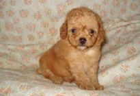 �ԍ��F29014�@�v�[�h���E�g�C�@�A�v���R�b�g�@�I�X�@6/14��