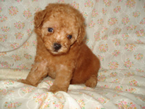 �ԍ��F29015�@�v�[�h���E�g�C�@���b�h�@���X�@6/14��