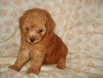 �ԍ��F29015�@�v�[�h���E�g�C�@���b�h�@���X�@6/14��