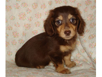 �ԍ��F29015�@�v�[�h���E�g�C�@���b�h�@���X�@6/14��