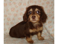 �ԍ��F29016�@�_�b�N�X�E�l�����O�@�`���R�N���[���@���X�@8/14��