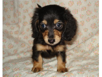 �ԍ��F29017�@�_�b�N�X�E�l�����O�@�u���b�N�^���@���X�@8/14��