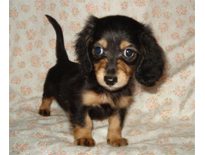 �ԍ��F29017�@�_�b�N�X�E�l�����O�@�u���b�N�^���@���X�@8/14��