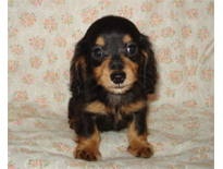 �ԍ��F29018�@�_�b�N�X�E�l�����O�@�u���b�N�^���@�I�X�@8/14��