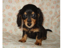 �ԍ��F29018�@�_�b�N�X�E�l�����O�@�u���b�N�^���@�I�X�@8/14��