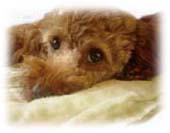 ���C�y�ɂ��₢���킹��������