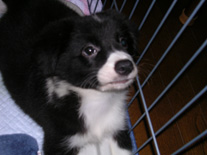 �{�[�_�[�R���[�@�u���b�N�z���C�g�@���̎q�@�Q�O�O�U�N�T���P�Q�����܂�@���C�����