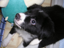 �{�[�_�[�R���[�@�u���b�N�z���C�g�@���̎q�@�Q�O�O�U�N�T���P�Q�����܂�@���C�����